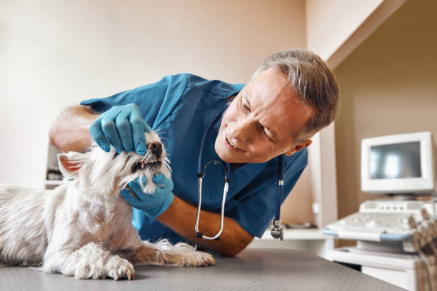 Best Emergency Treatment for Oral Infections in East Massapequa, NY
